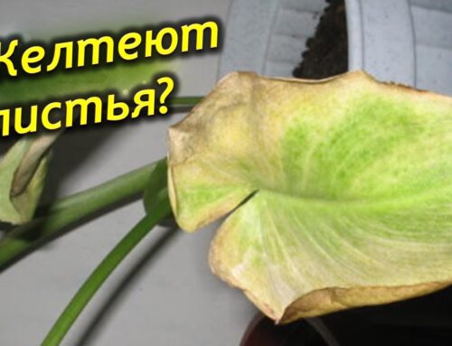 Почему у сингониума желтеют листья – причины и способы решения проблемы