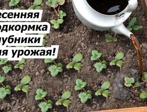 Подкормка клубники в начале весны – какие удобрения выбрать?