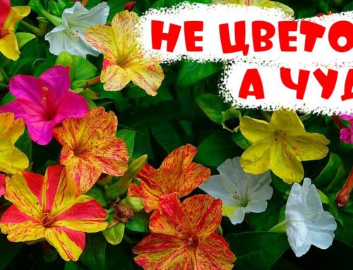 Когда лучше сажать цветы зорька – сезонная инструкция