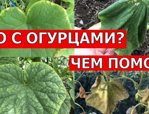 Почему желтеют листья огурцов в теплице и как исправить ситуацию